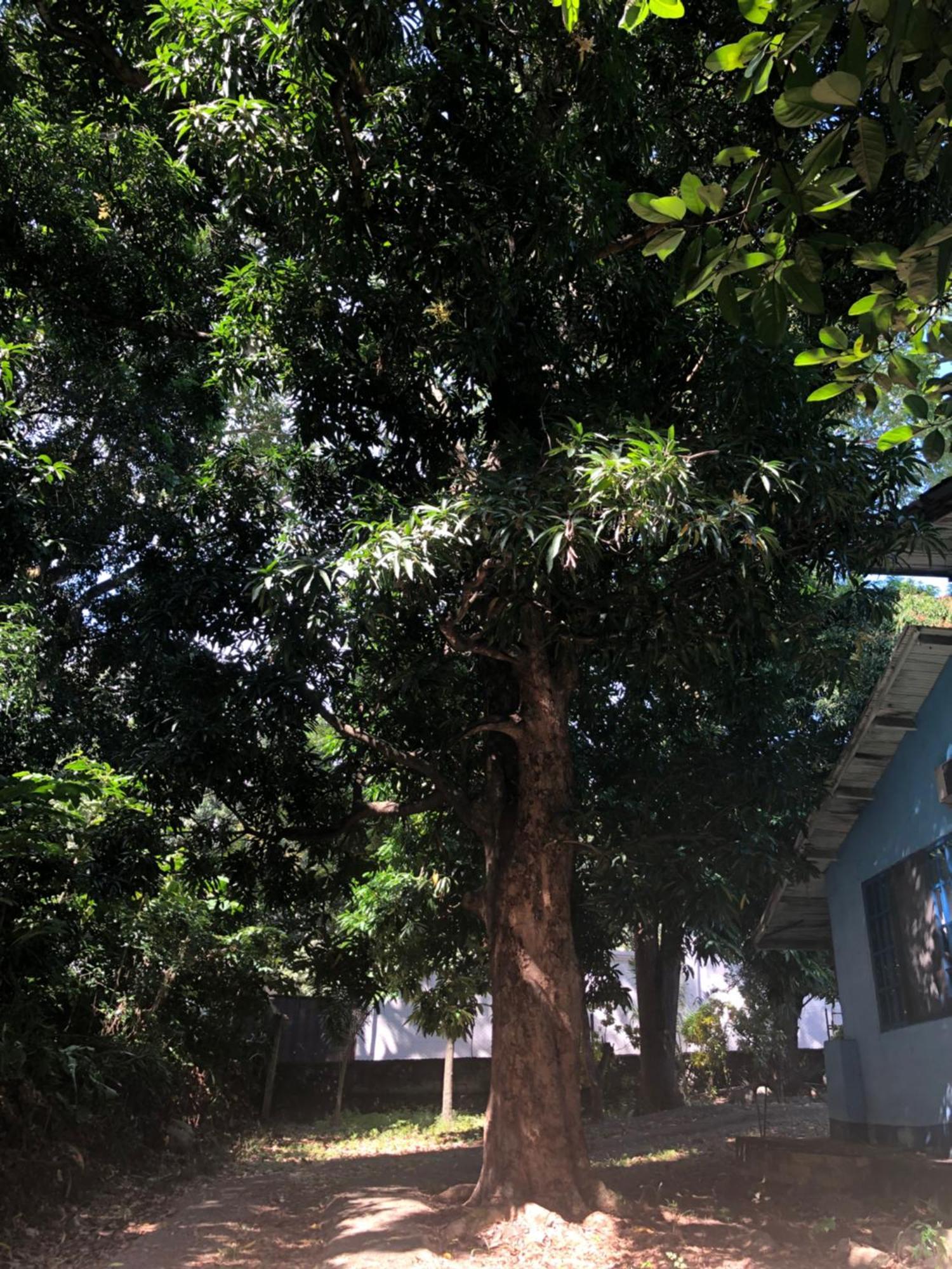 Hostal Juan Lindo 산페드로술라 외부 사진
